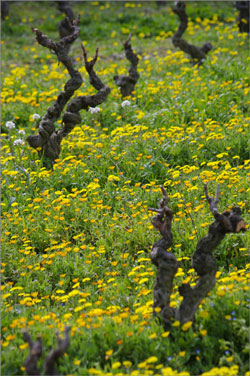 Marigolds in the vines