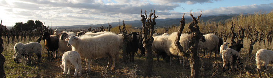 Sheeps in Le Pech d'André's vines
