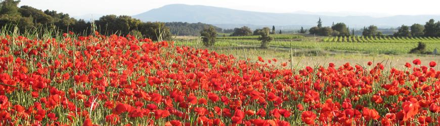 Landscape and poppies