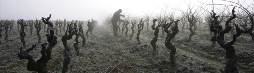 Taille de la vigne en hiver