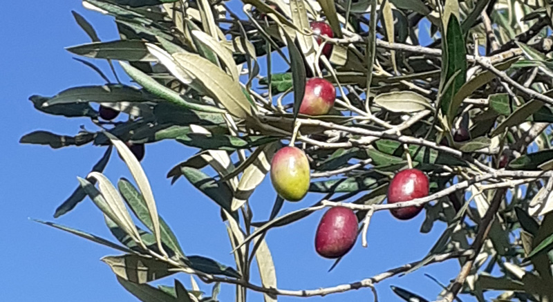 Olives de la variété Courounelle