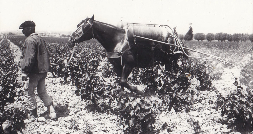 BIJOU the mule working in the vine