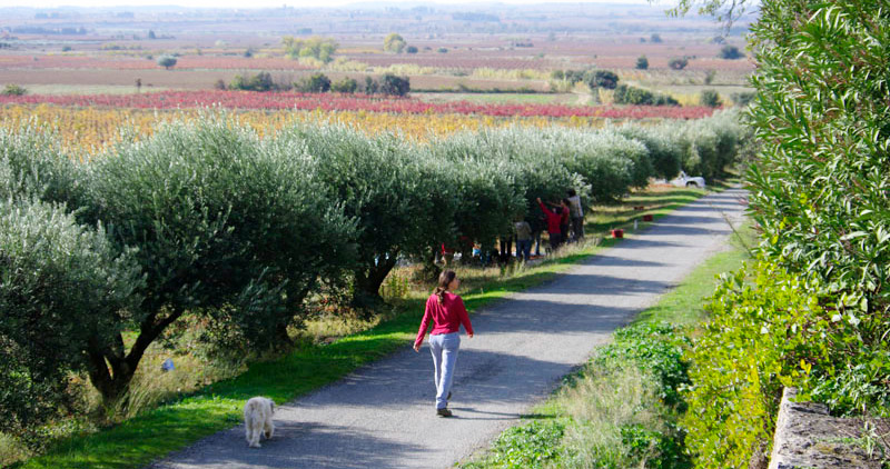 Allée d'oliviers centenaires