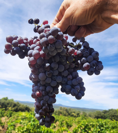 Belle grappe de Grenache Noir