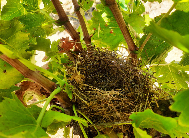 Nid d'oiseau dans un cep de vigne