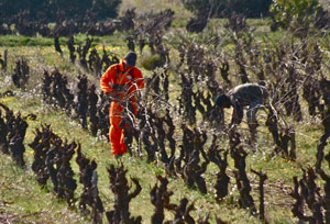 Vine pruning at Le Pech d'André
