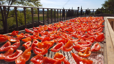 Tomates séchées au soleil