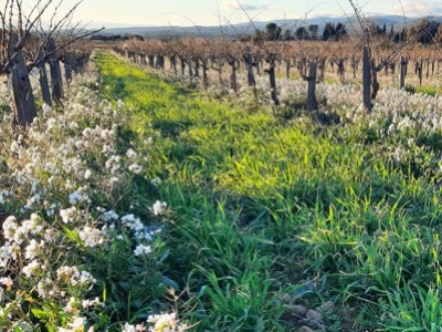 Green manure in the vineyard: agroecology in action