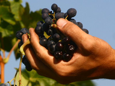Que change le millésime dans un vin ?