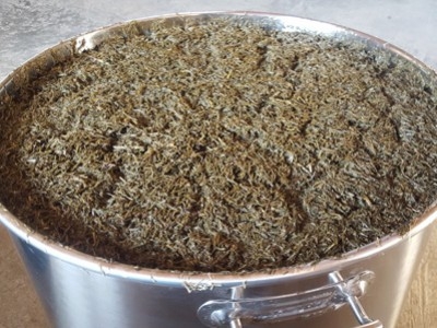 Horsetail decoction in our vineyards